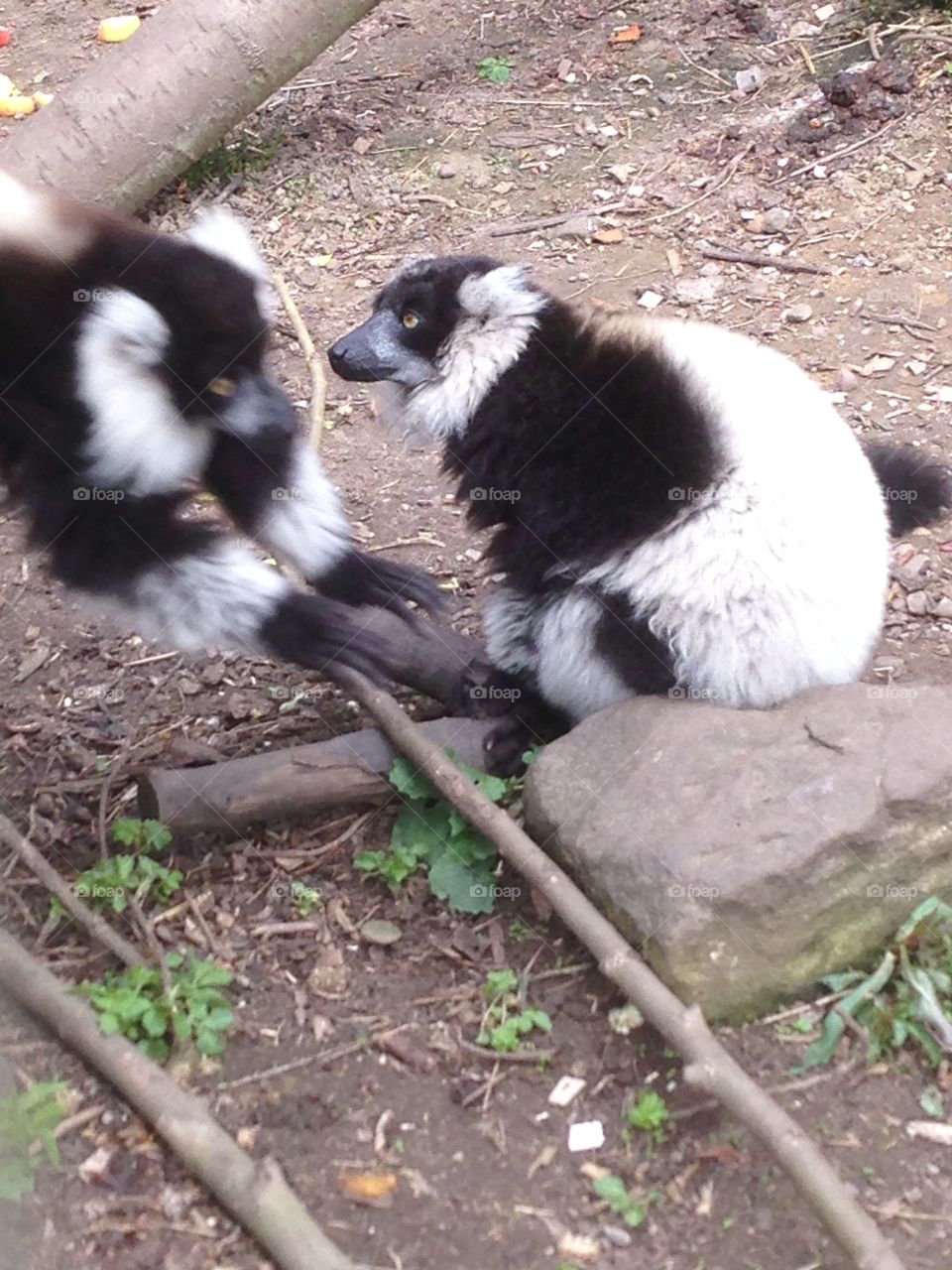 Lemurs