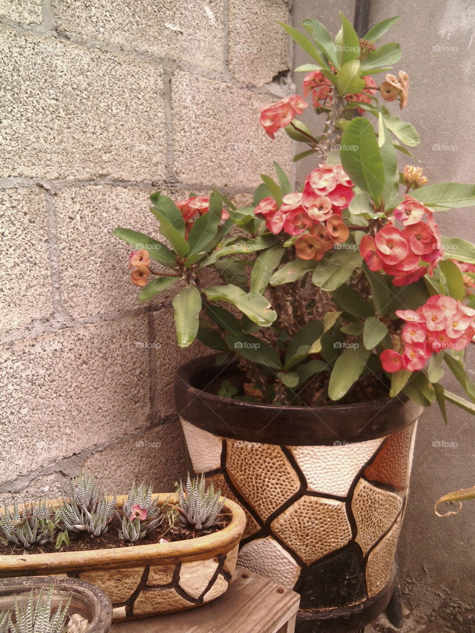 Plants in amazing pots