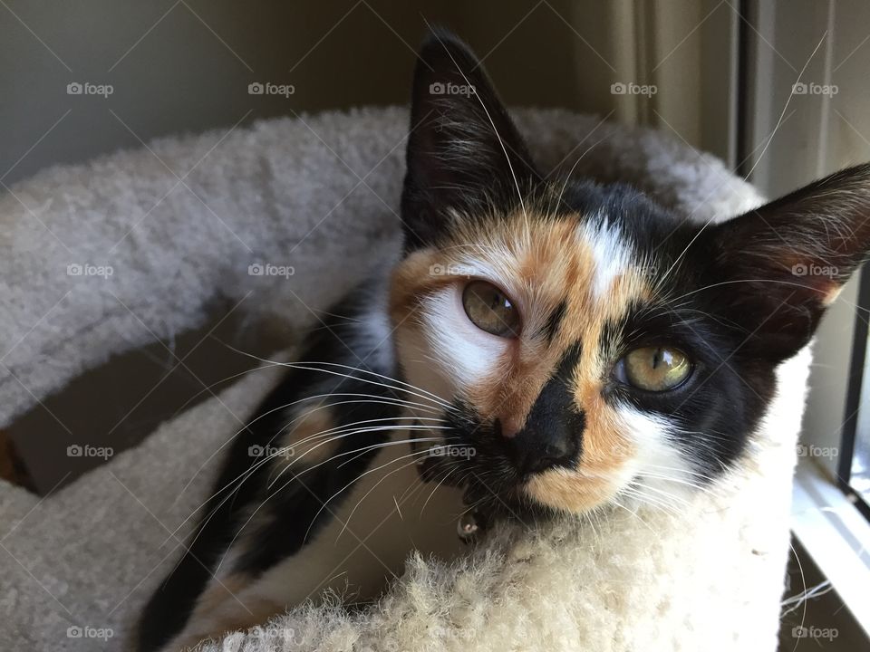 Calico in Lounge . Sweet little calico kitten lounging in a carpeted tree. 