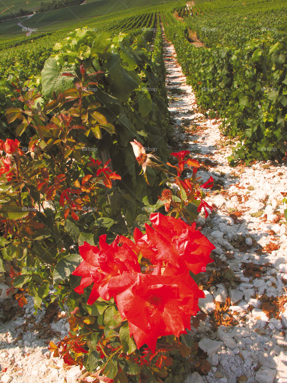 Champagne . Vineyards 