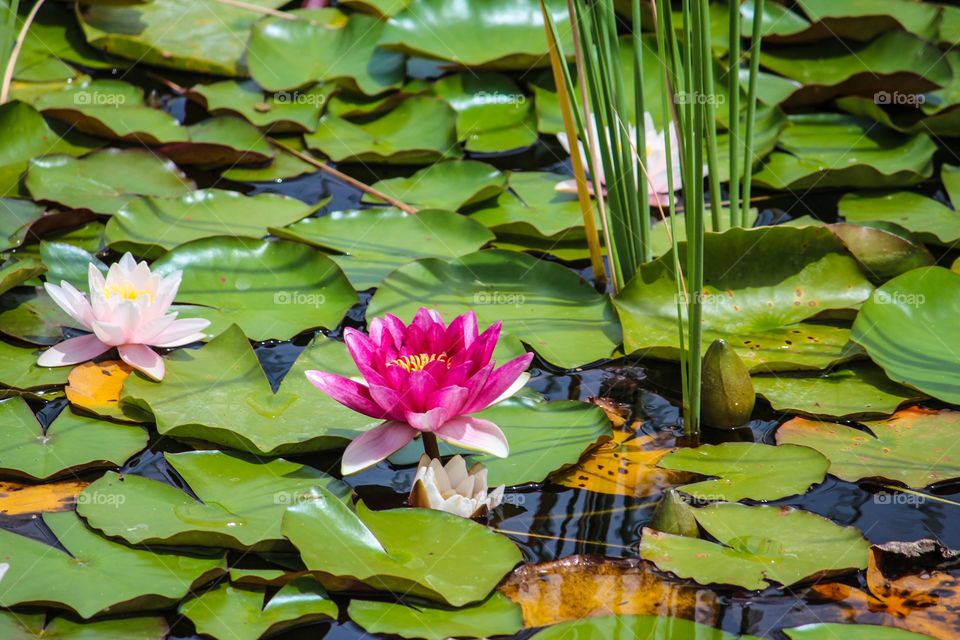 Water lily and lotus flower floating on pond