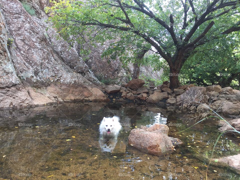 When it's hot, Jake will jump into the water