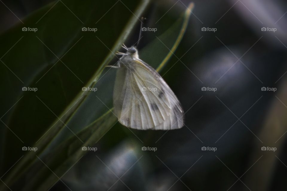 Close-up of butterfly