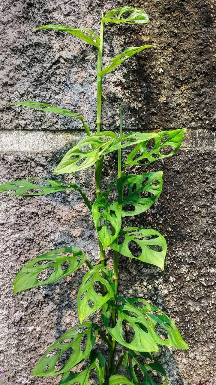 Monstera adansonii, know as Swiss cheese plant can creeping on the wall and on the ground. Empty space for text and advertisement and life quotes.