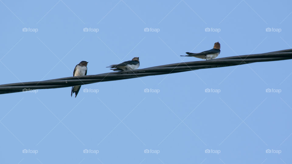 Birds standing on cable