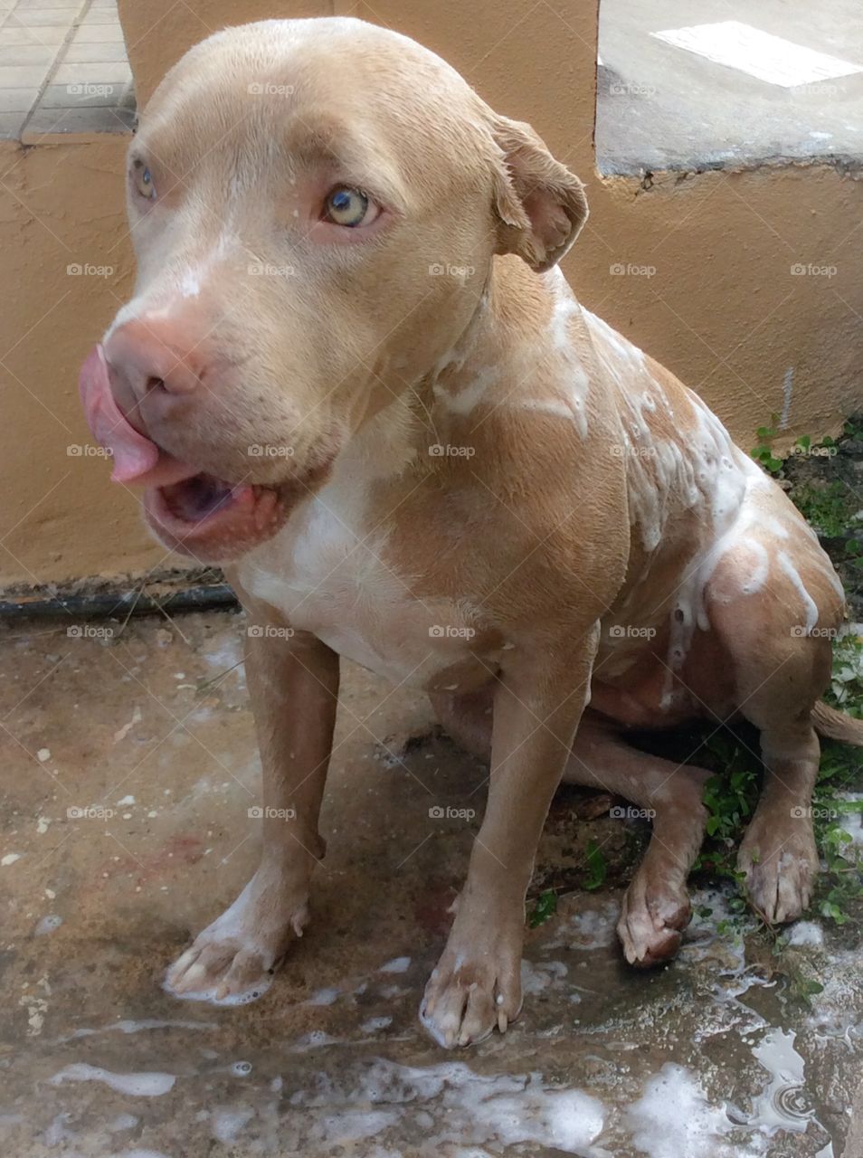 Nina. Nina taking a bath,she loves it:)