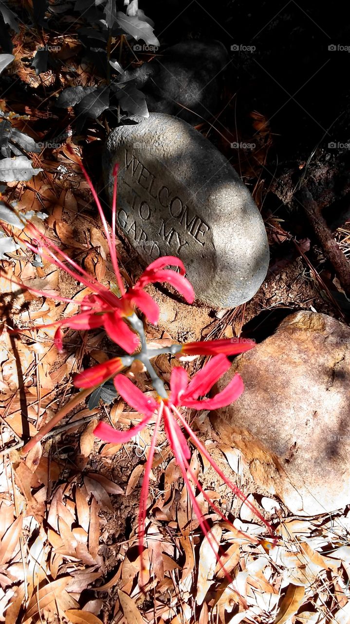 memories of summer lone red flower brings memories of summer