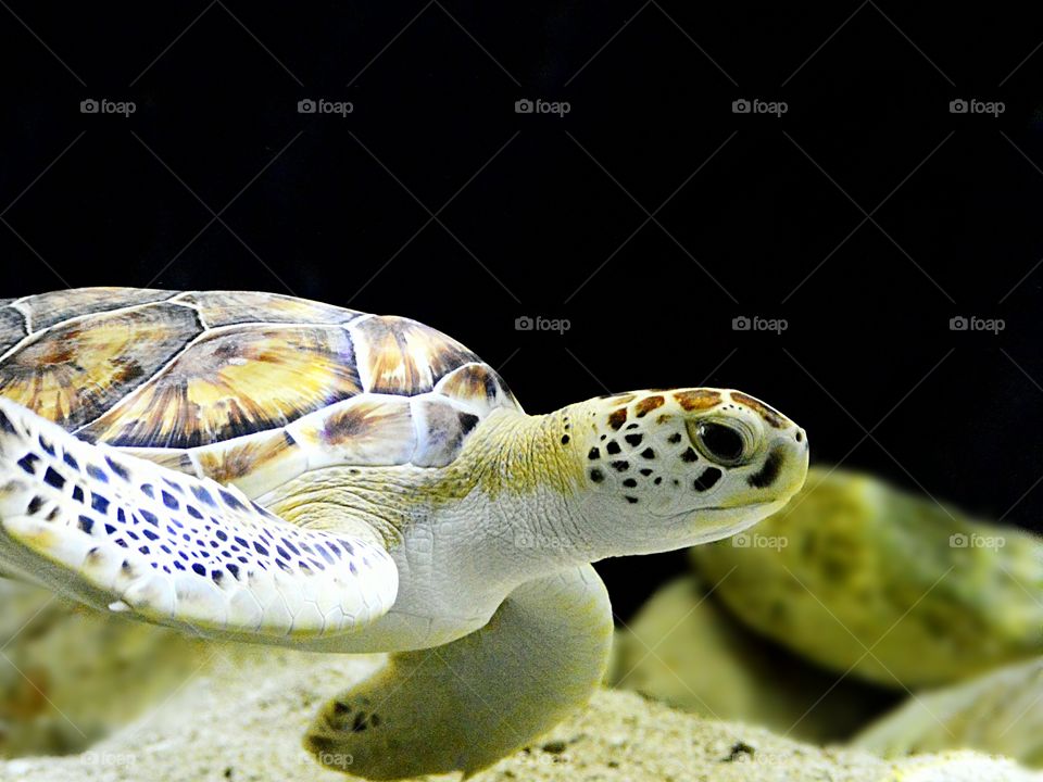 Nature, Underwater, Turtle, Sea, Ocean