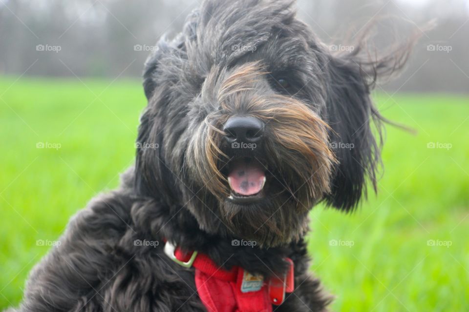 Wind-blown doggie