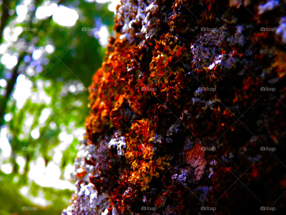 Tree with colorful moss seen from close up.