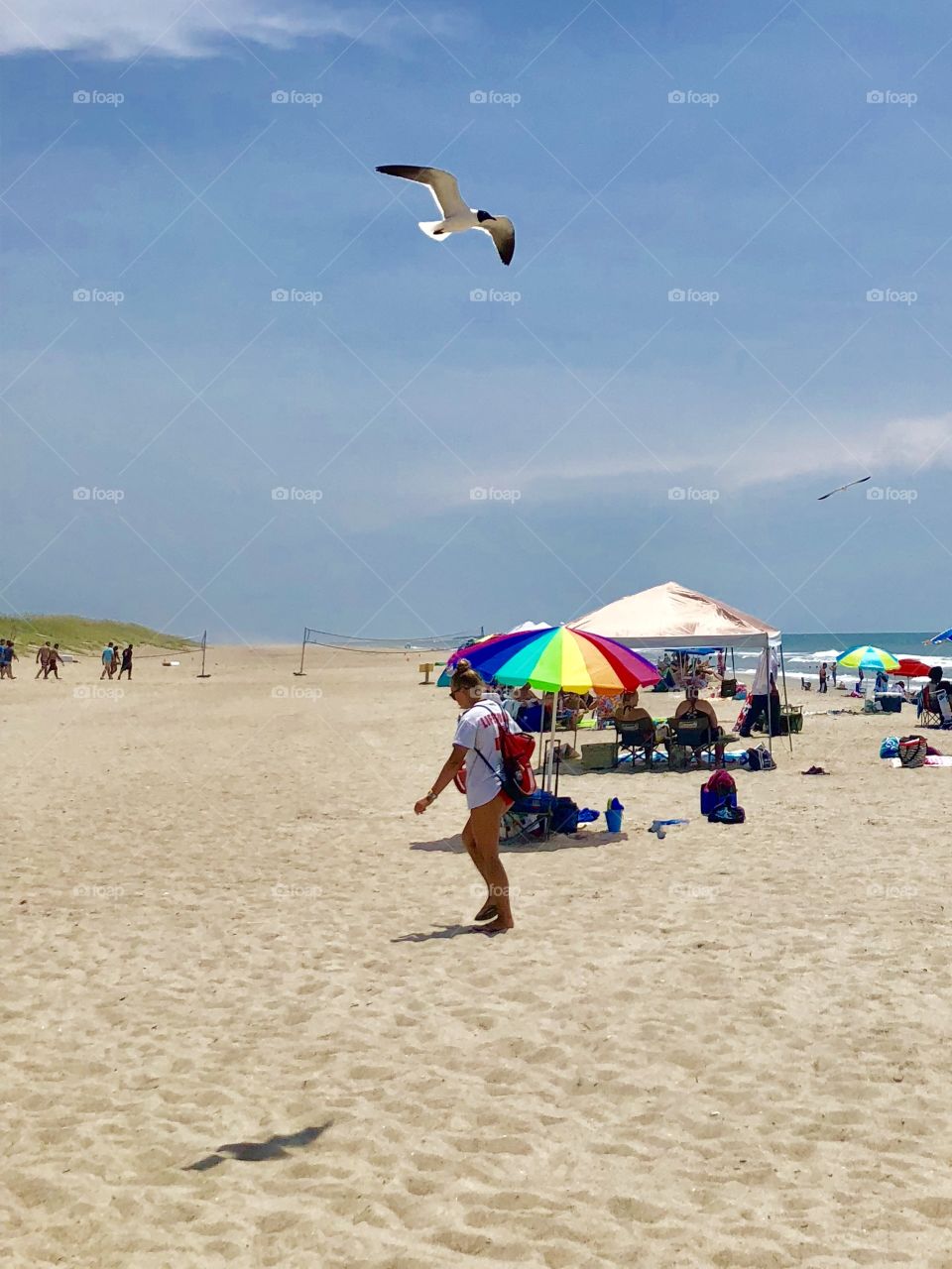 Seagull attacking lifeguard 