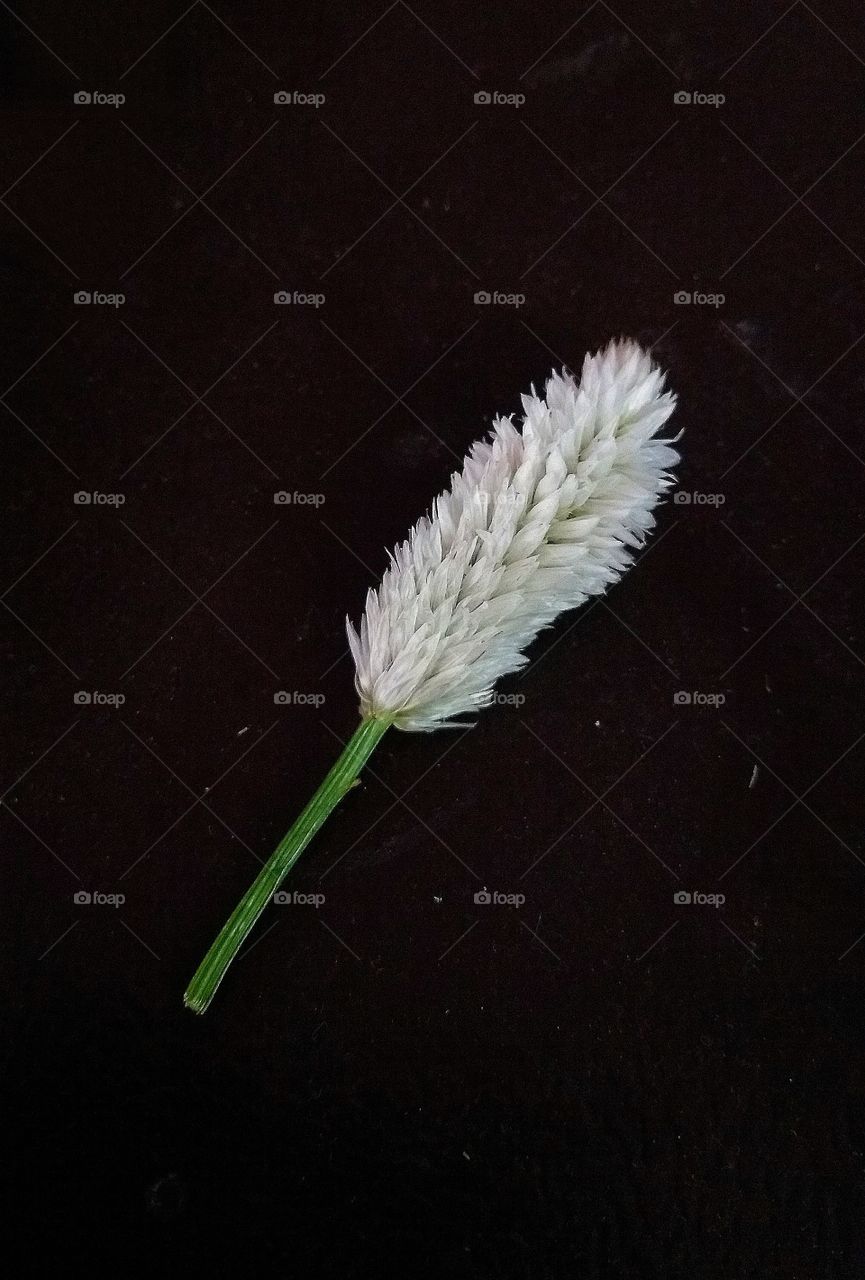 soft white flower