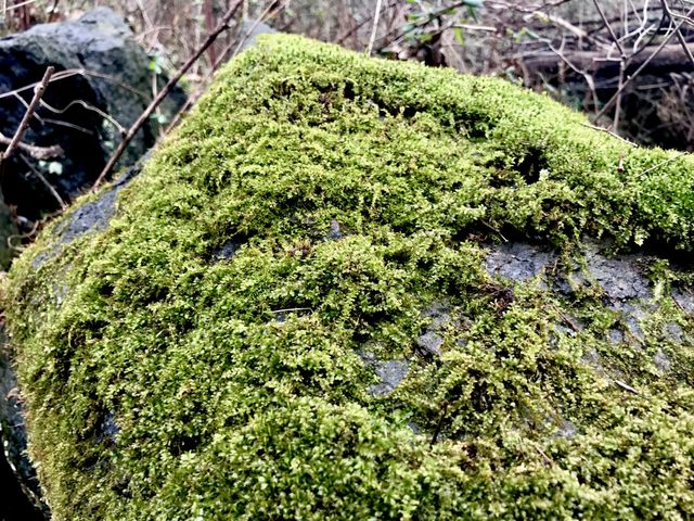 Shades of winter green.