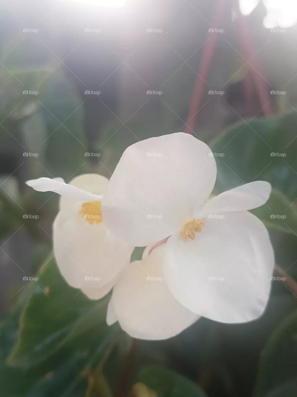 Beautiful flowers