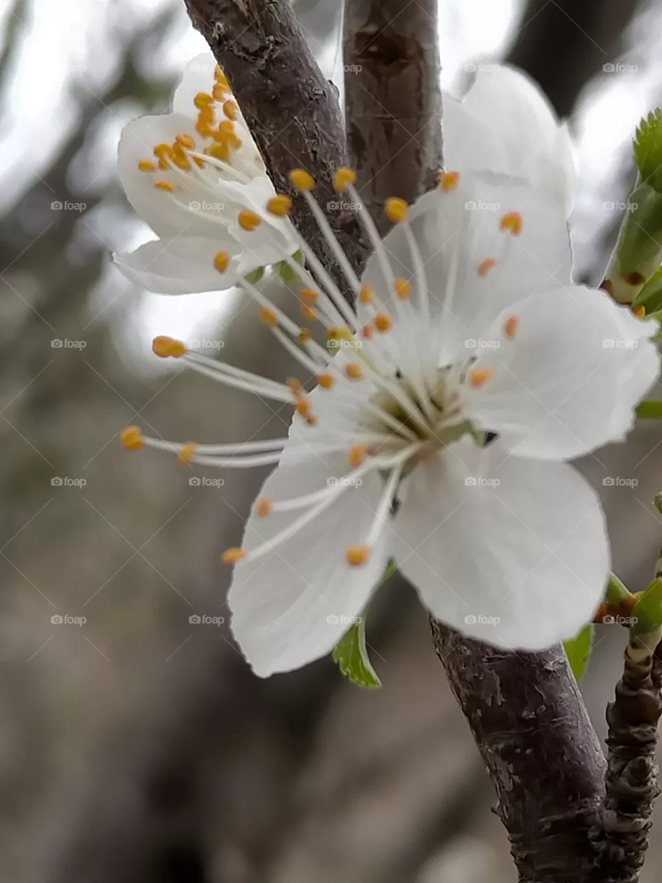 Fleur blanche du printemps