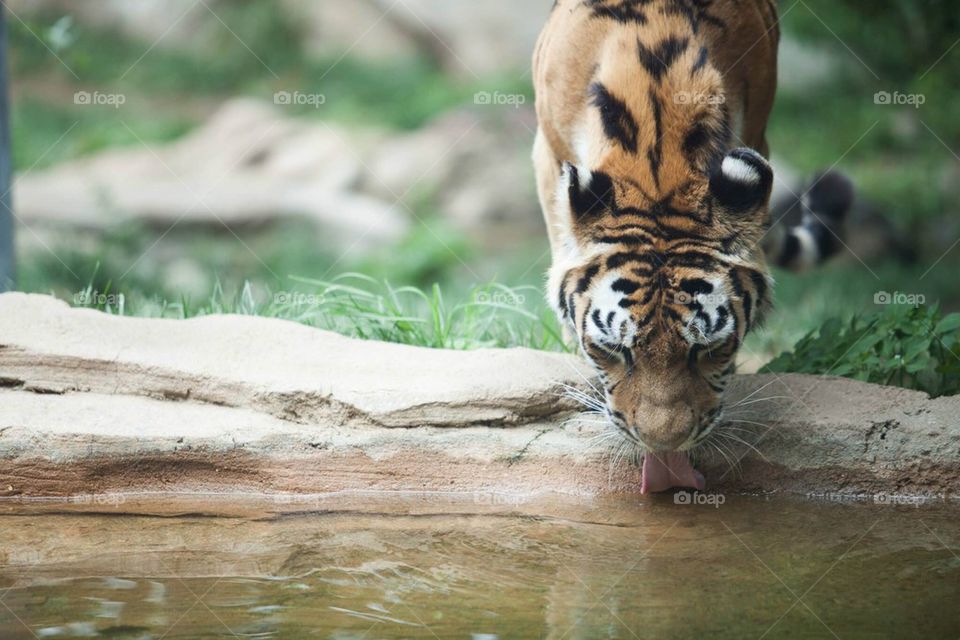 Tiger at Philadelphia Zoo
