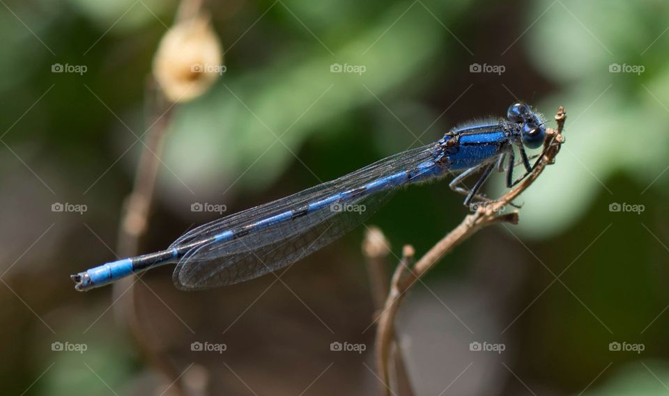 Blue Damsel Fly
