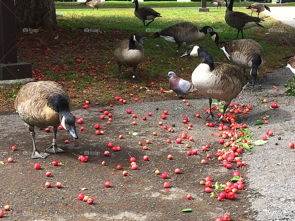 Autumn is here 
Canada geese eating crabapples 