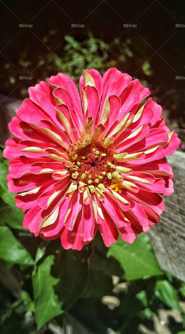 Stunning flower, found in Rhode Island