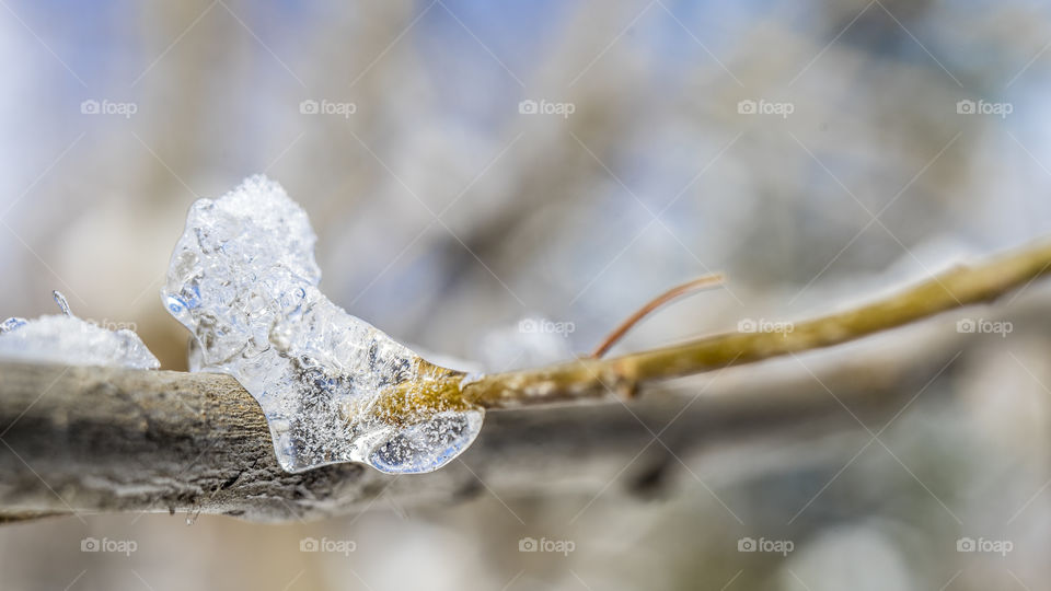 Ice on the branch
