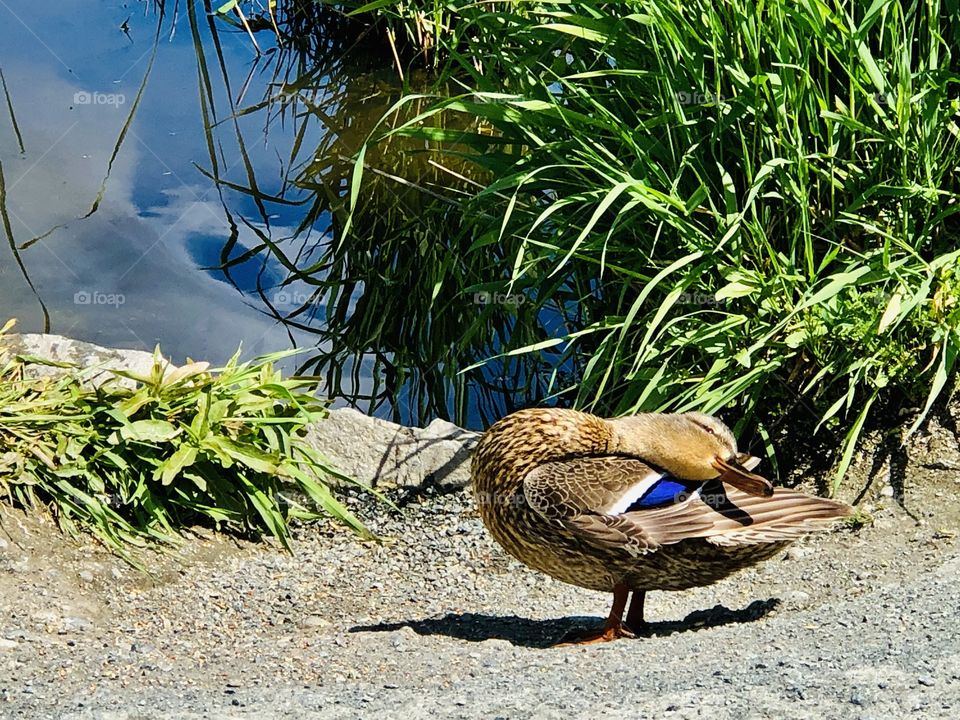 Mallard Duck 