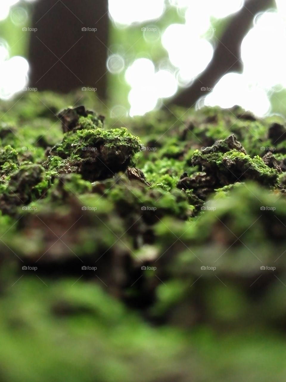 Mossy trunk of a big tree