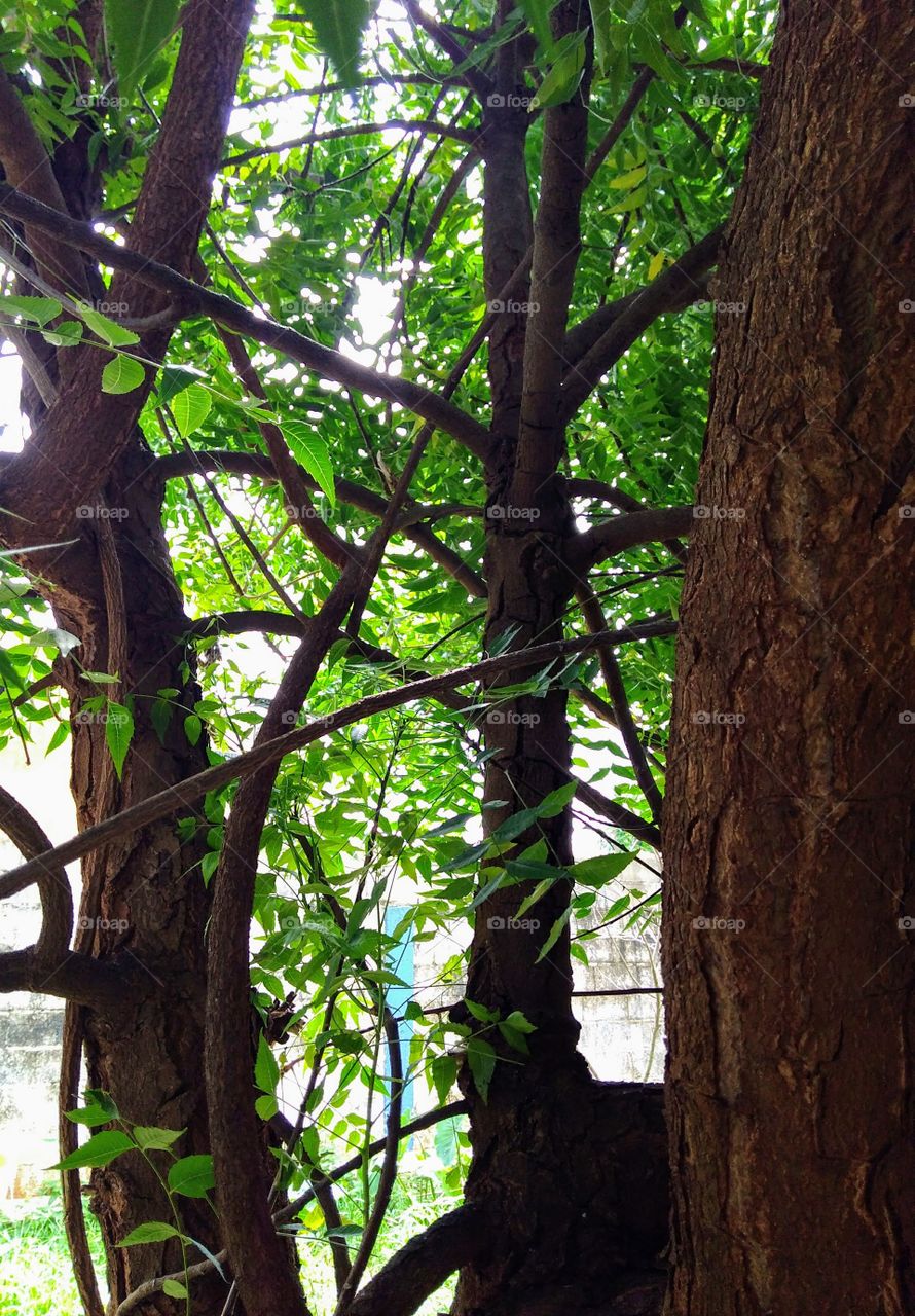 branches of a tree in rectangle