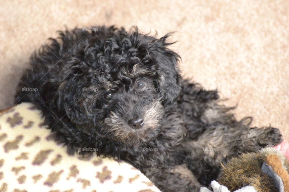 Cute puppy.  Six week old toy poodle