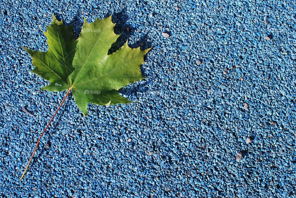 Leaf on blue background 