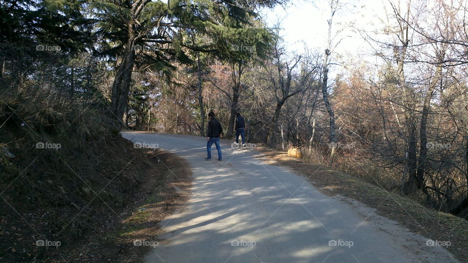 Road, Landscape, Tree, Wood, No Person