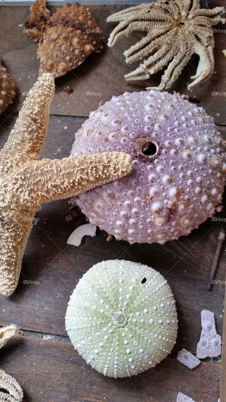 Sea urchins and starfish