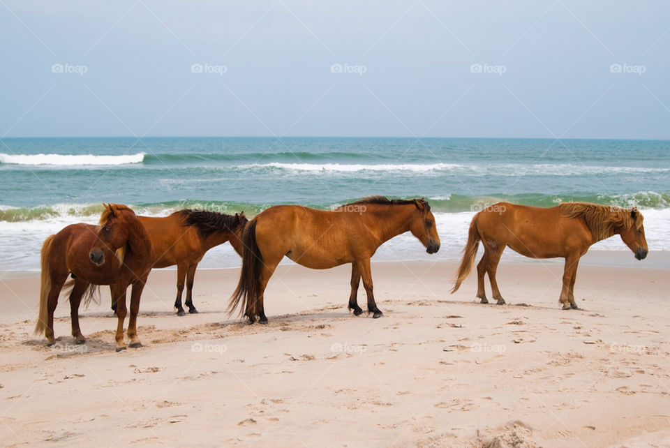 beach horses summer wild by marinasiljehav