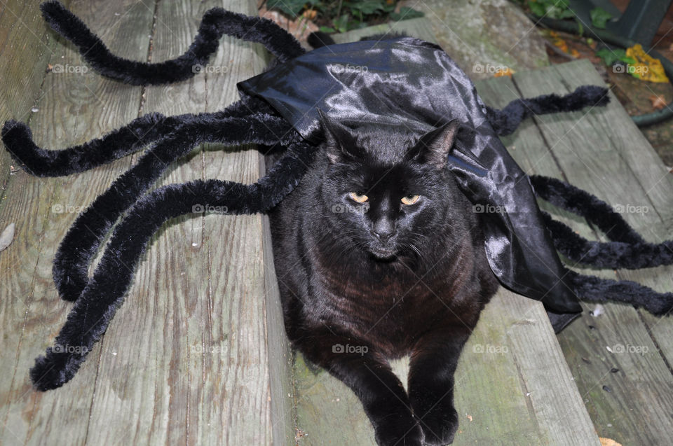 Black cat wearing a spider costume
