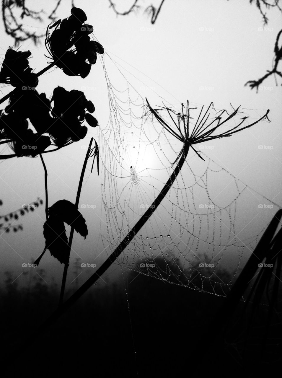 Spider web