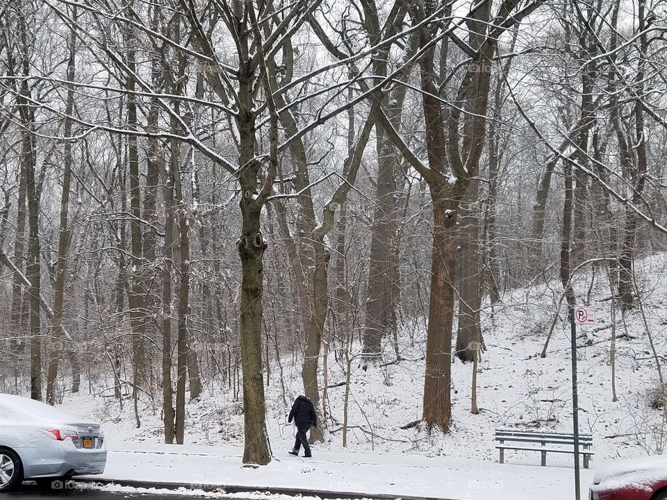 snow forest