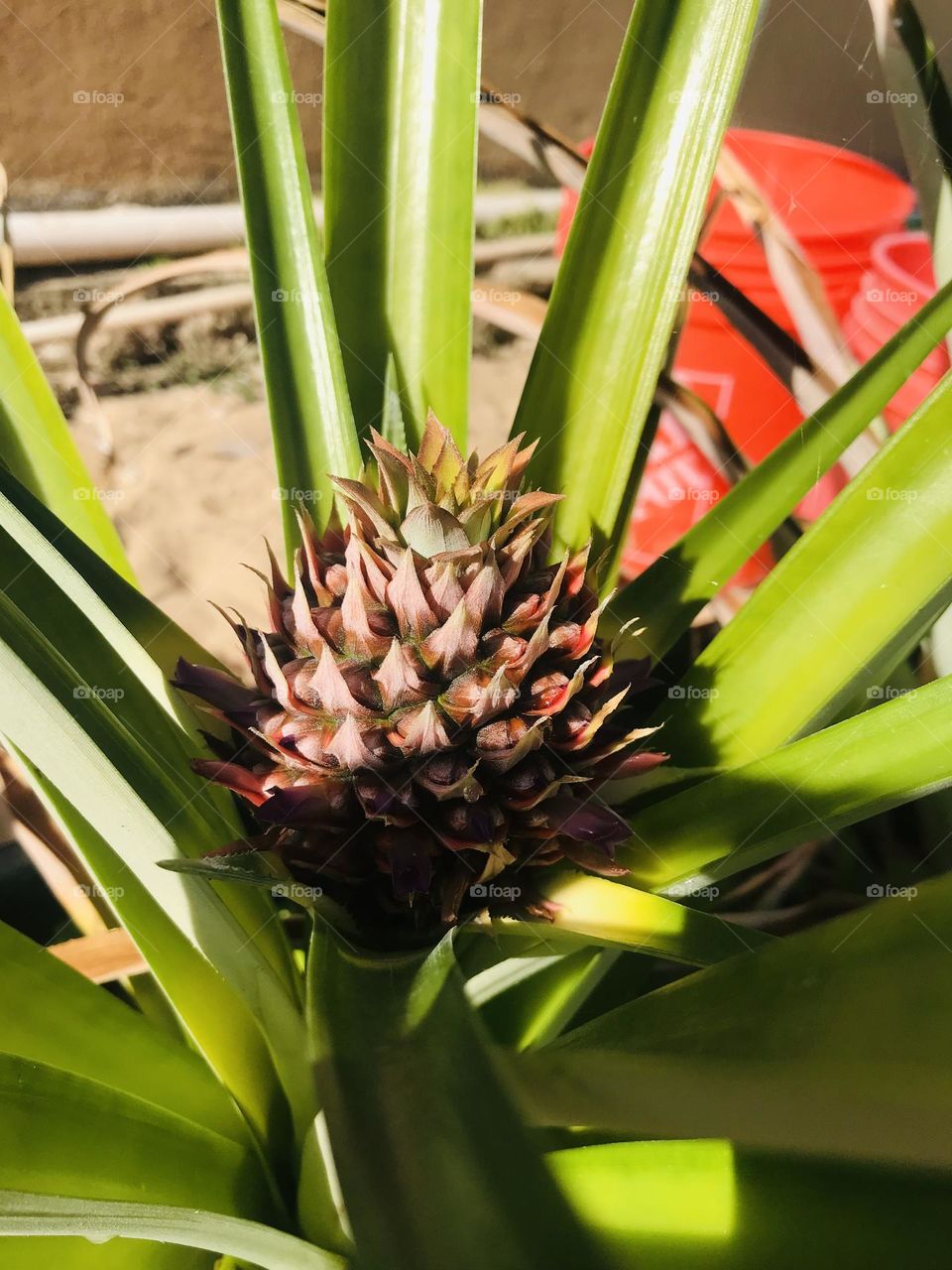 Young growing pineapple 