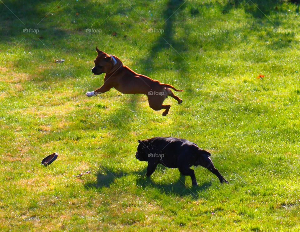 Dogs playing and flying on grassy field