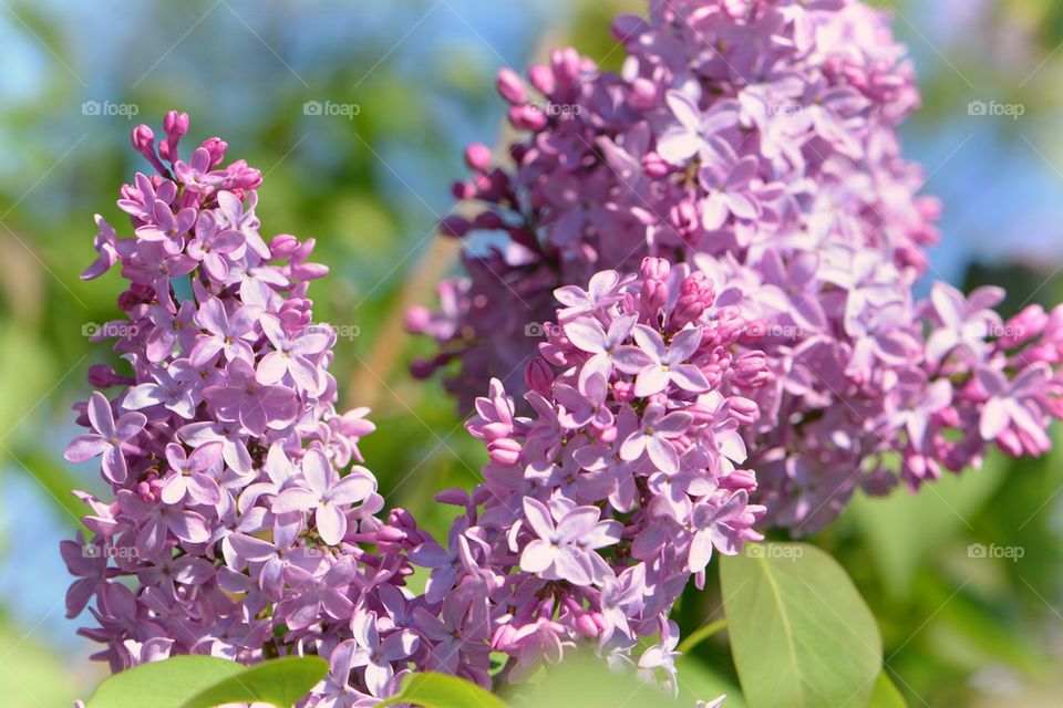 lilac bush in Virginia