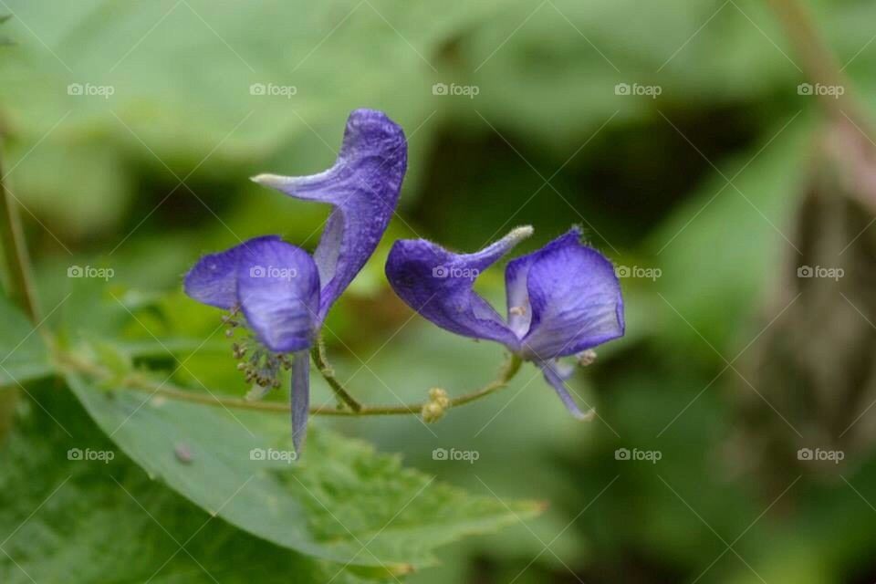 Purple in Yellowstone