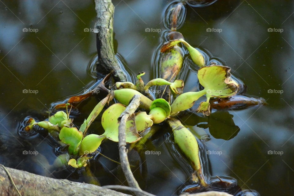 water plants 