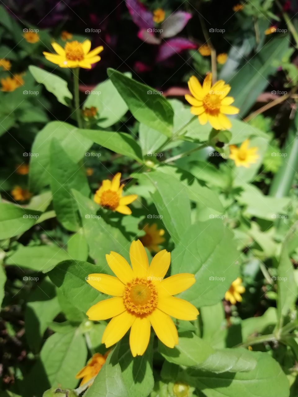 It's a great day of meeting these beautiful ladies #flowers