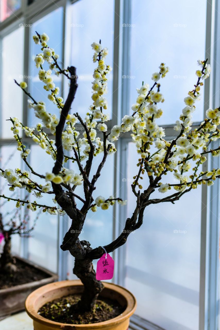 Flower, Tree, Flora, Growth, Garden