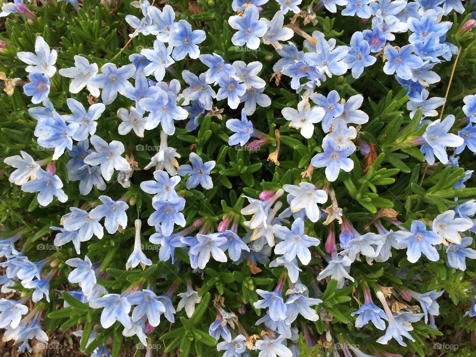 Light blue flowers