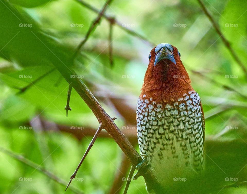 Scaly breast munia bird