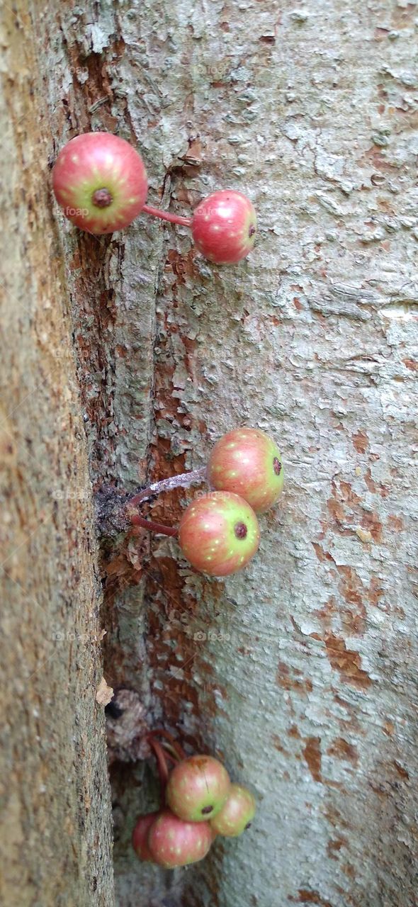 This tree bears fruit on the main tree in all parts of the tree body
