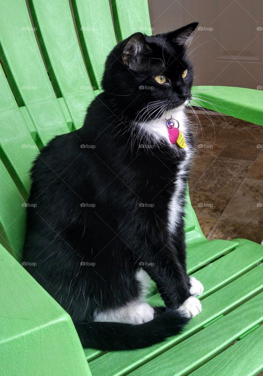 Sitting Tuxedo Cat