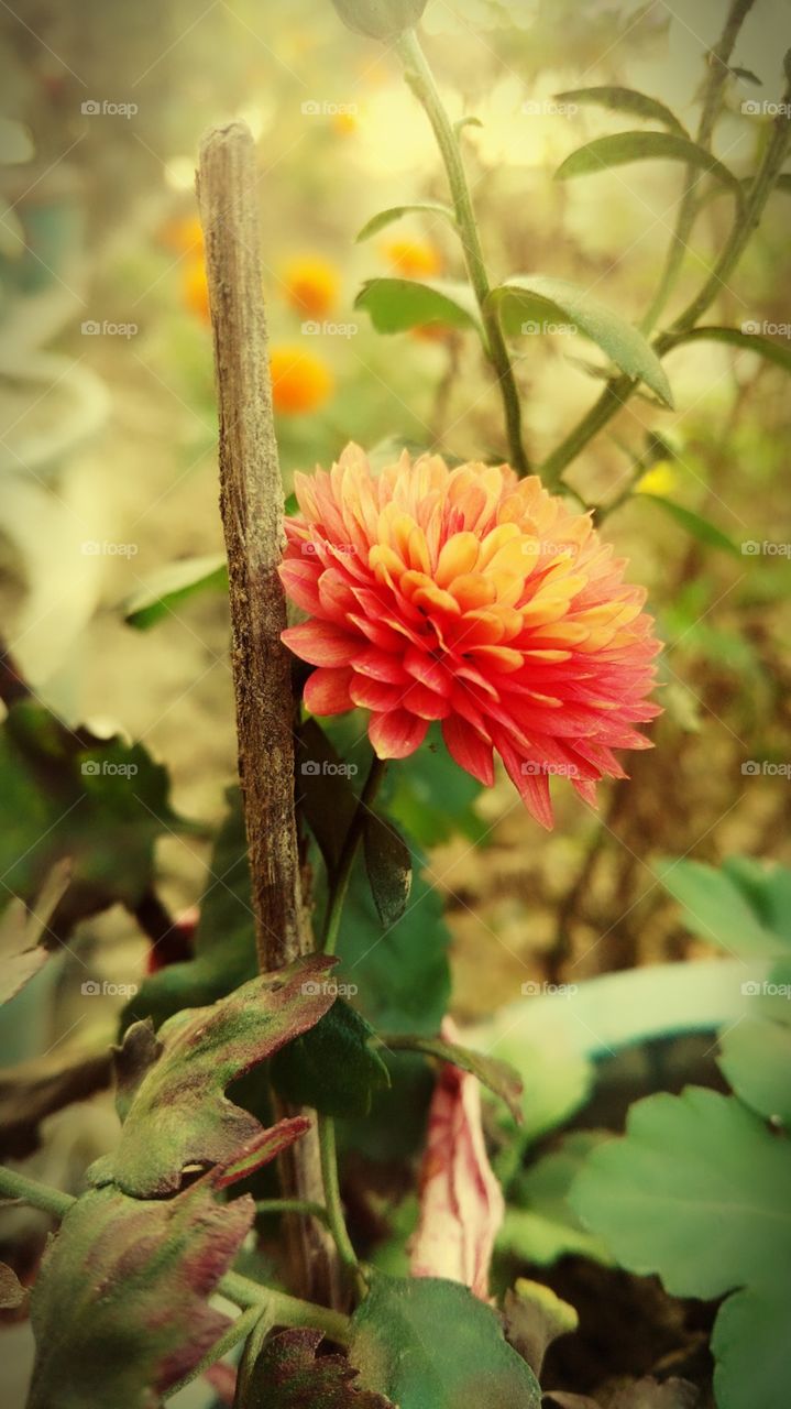 Flower (Chandramallika - India)