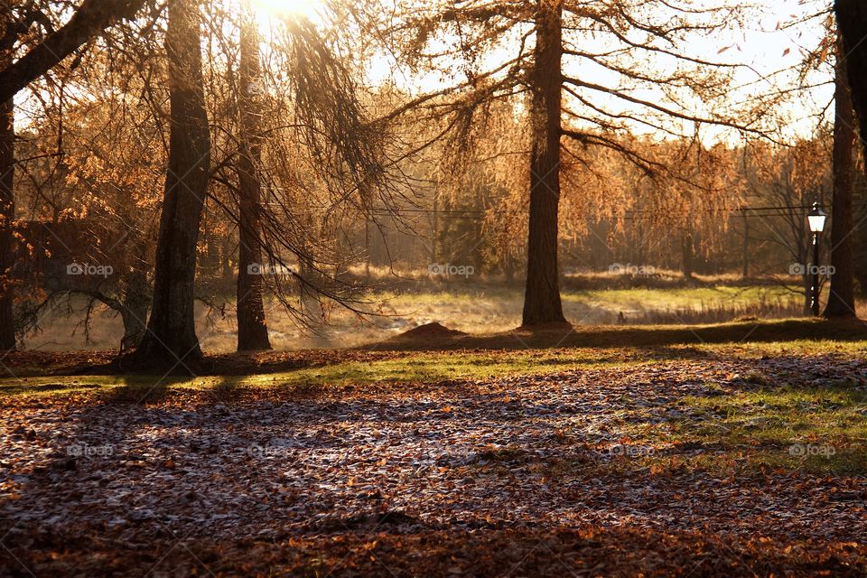 Autumn in the park 