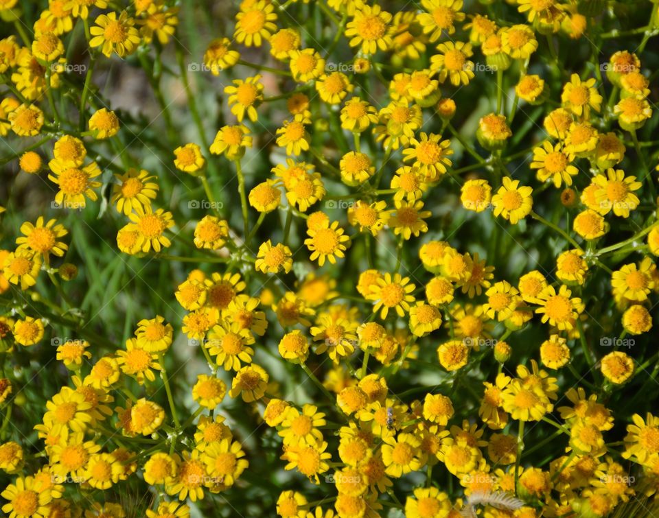 Yellow wildflowers 