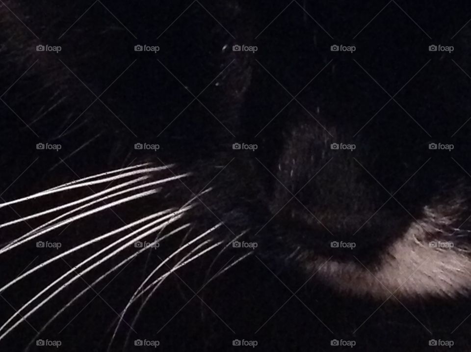 An up close shot of my pet cat's nose and whiskers.